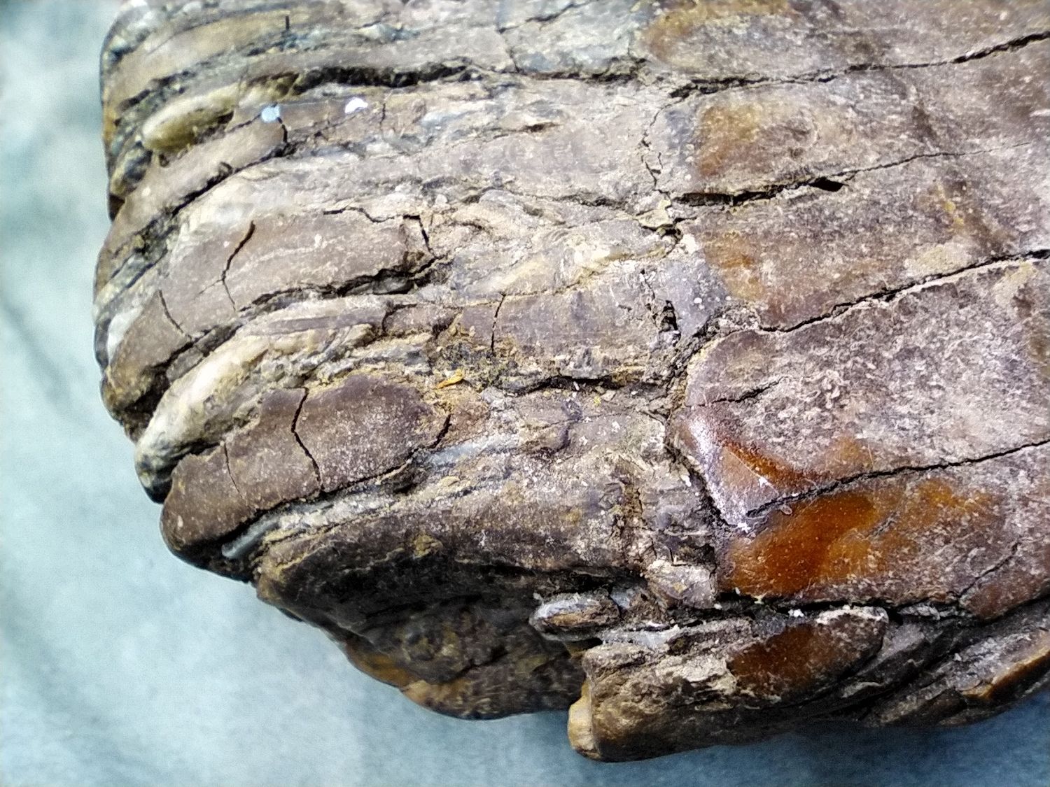 Woolly Mammoth Tooth #2