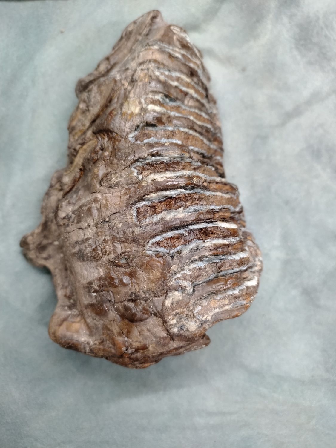 Woolly Mammoth Tooth #2