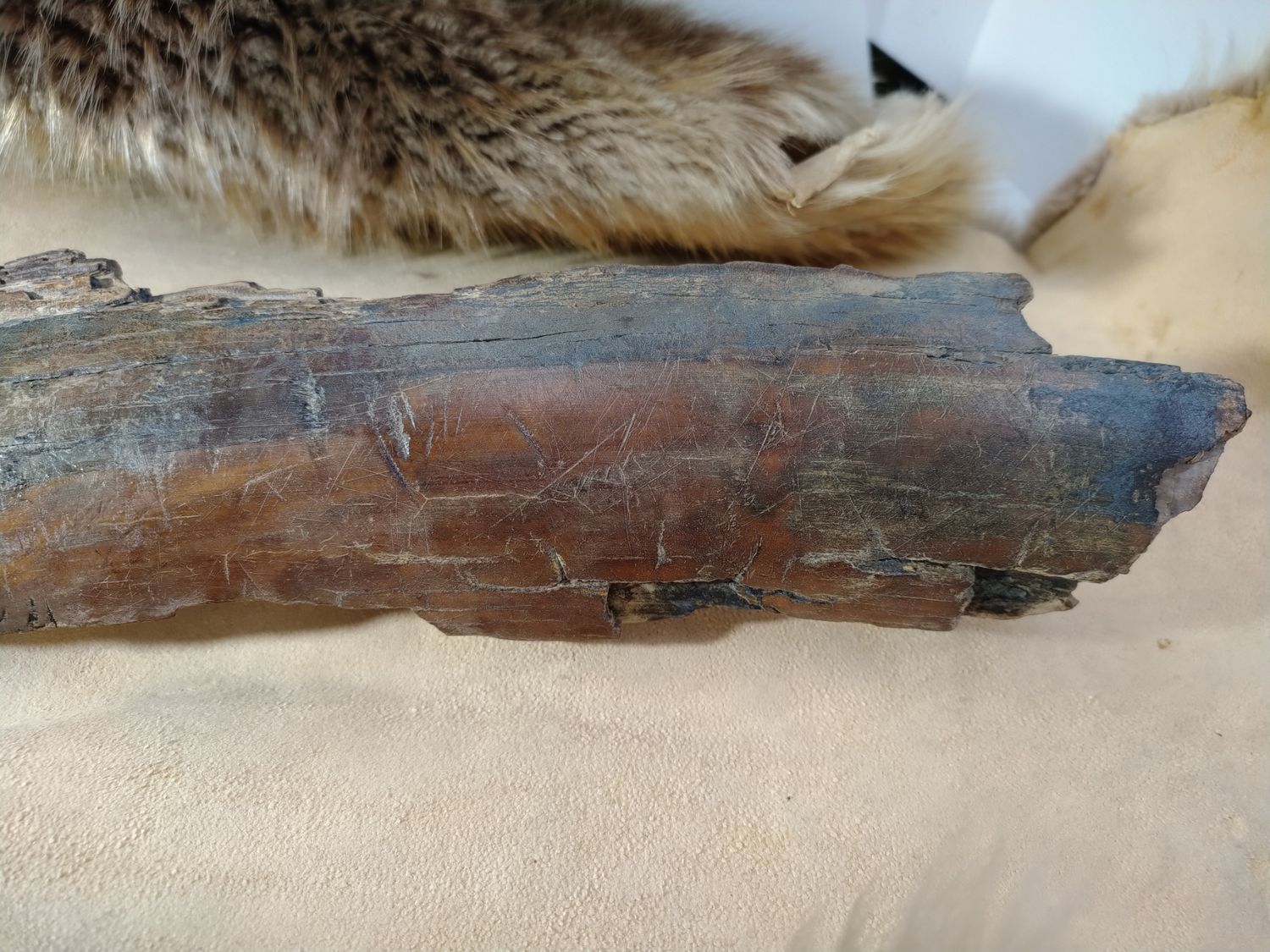 Woolly Mammoth Tusk #6