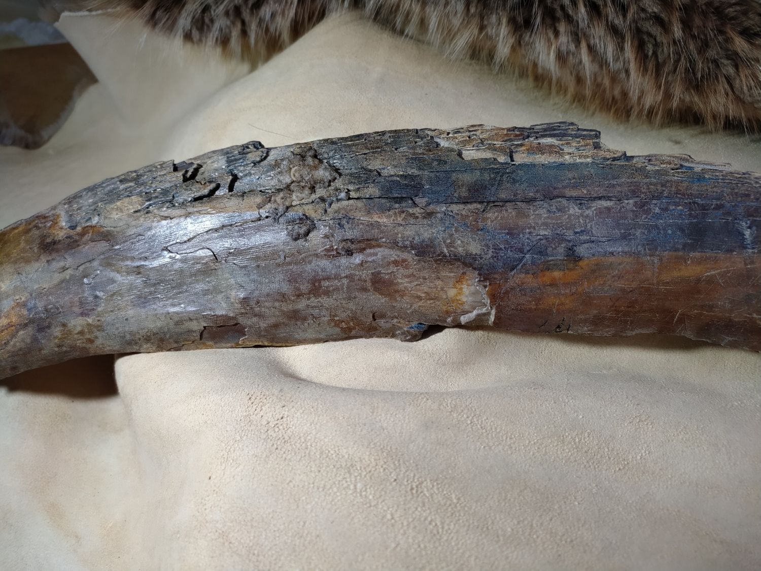 Woolly Mammoth Tusk #6