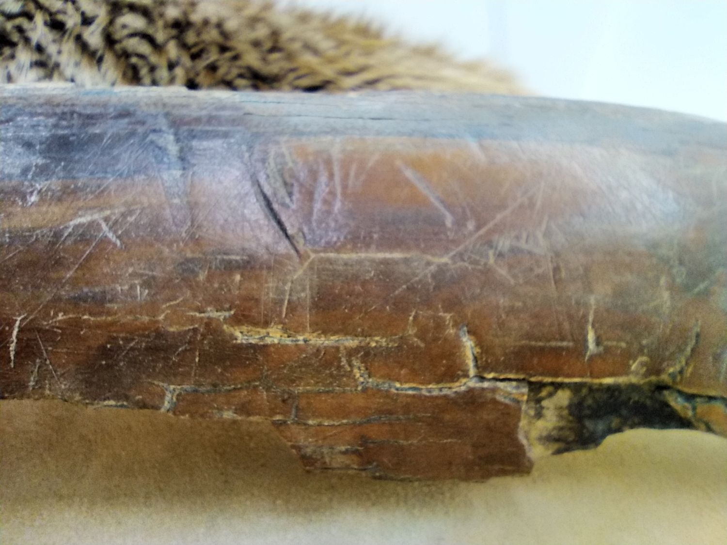 Woolly Mammoth Tusk #6