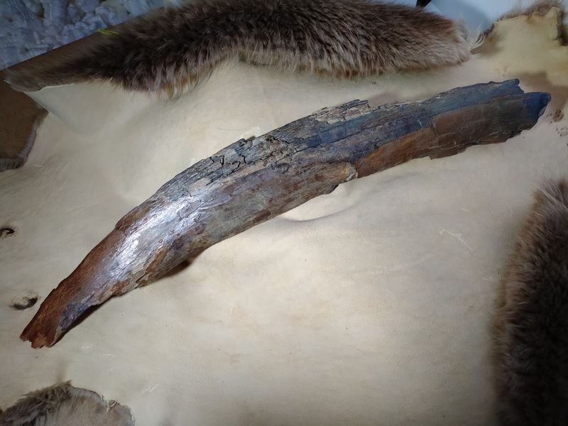 Woolly Mammoth Tusk #6