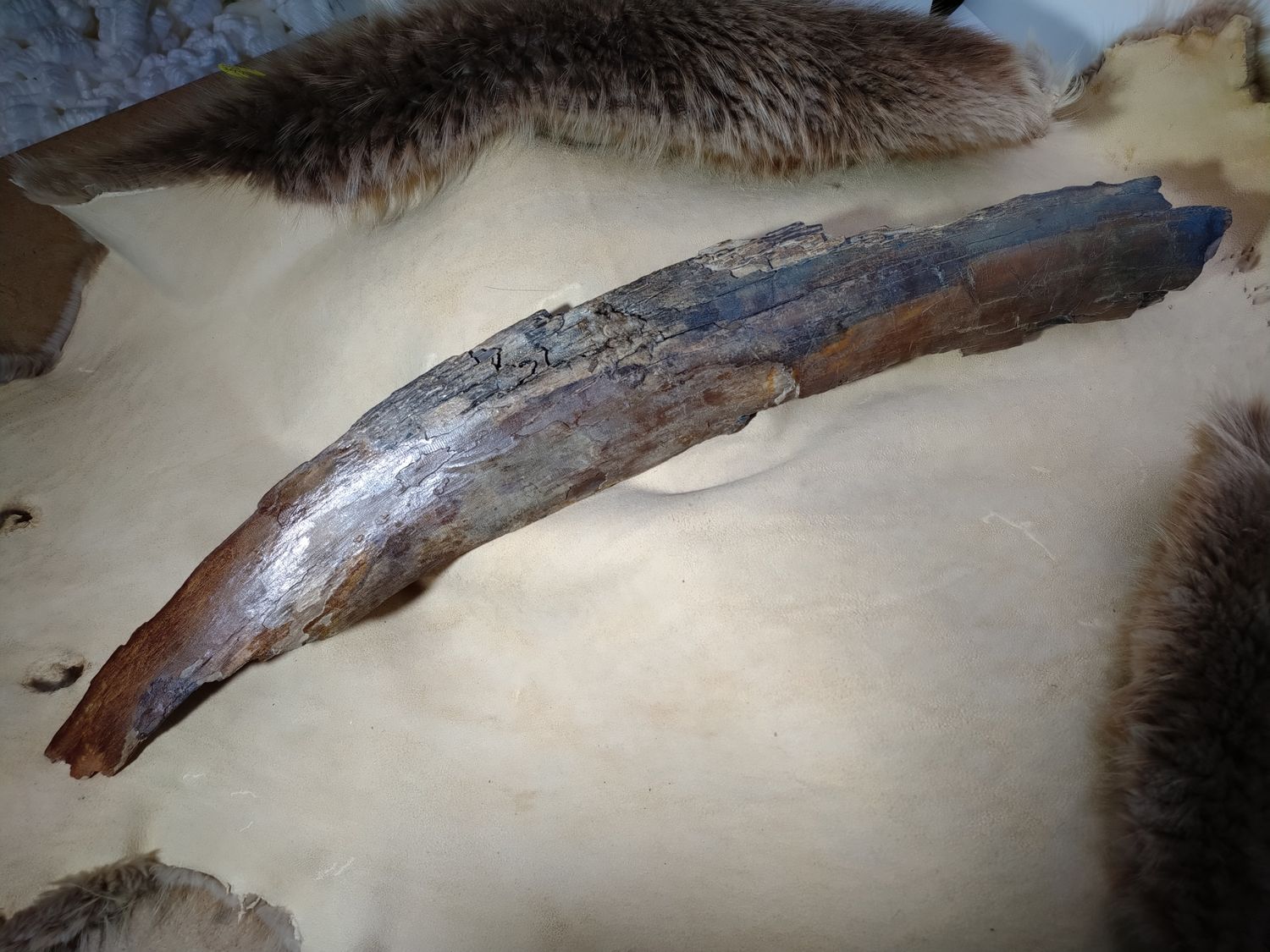 Woolly Mammoth Tusk #6