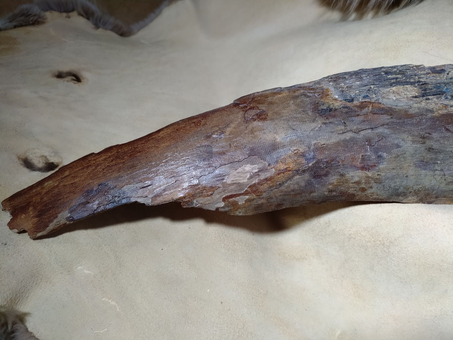 Woolly Mammoth Tusk #6