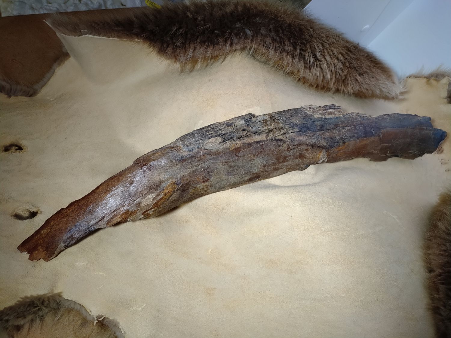Woolly Mammoth Tusk #6