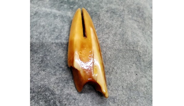 Harpoon Head