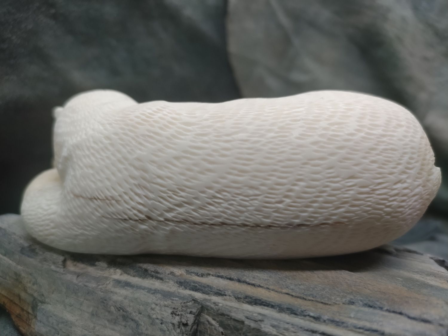 Sleeping Polar Bear 
