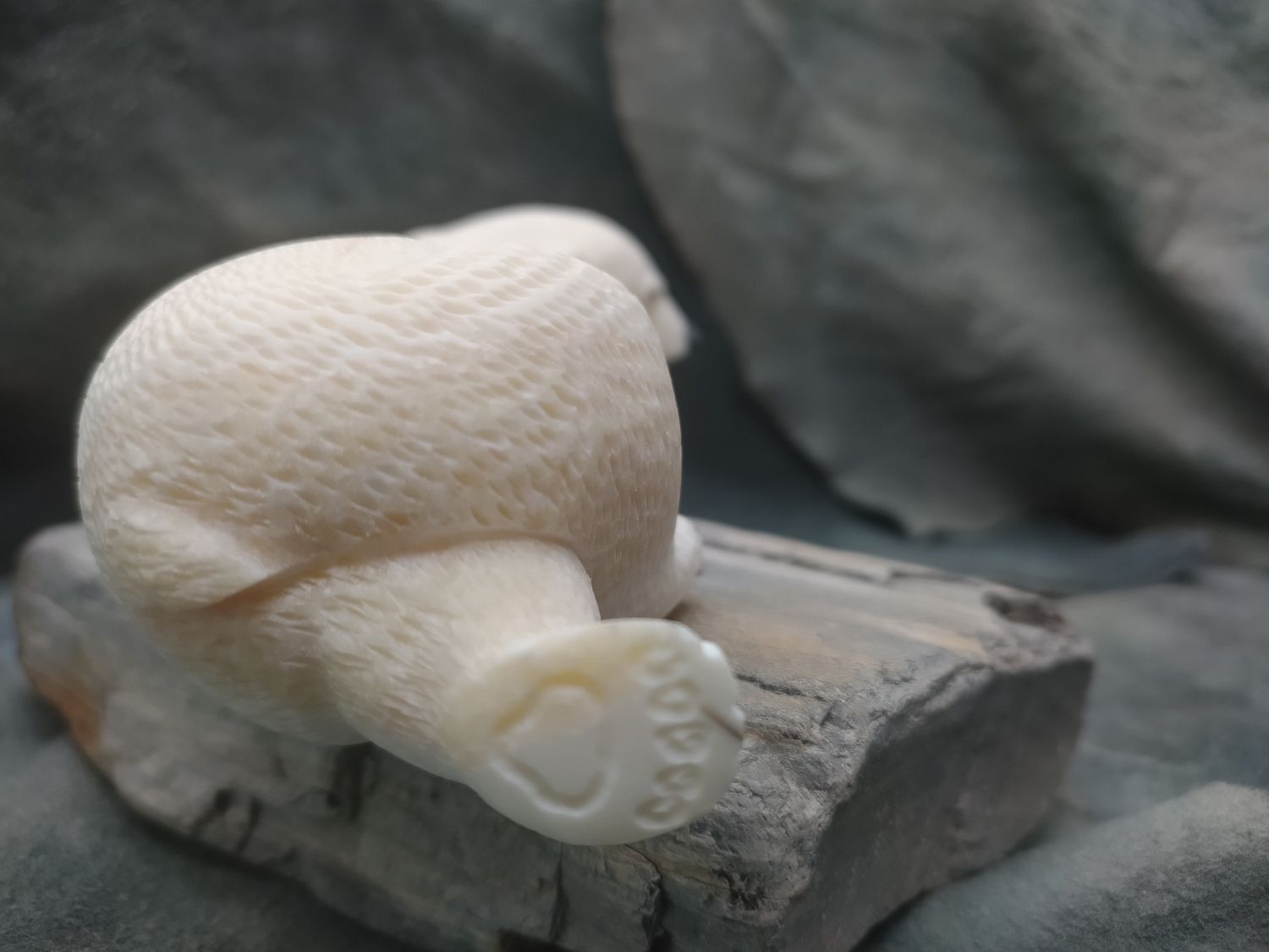 Sleeping Polar Bear 