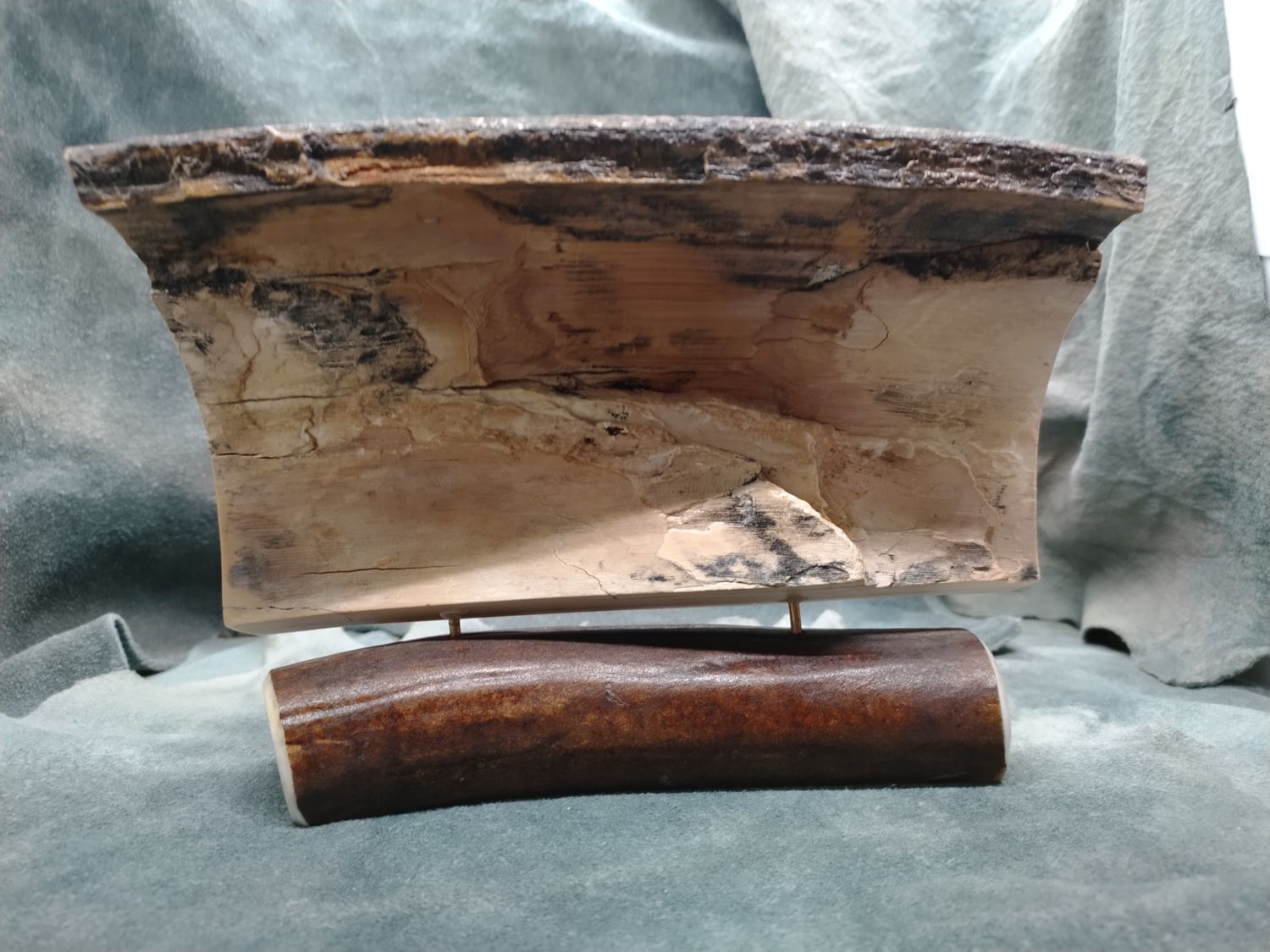 Moose Scrimshaw on  Fossil Mammoth Ivory 