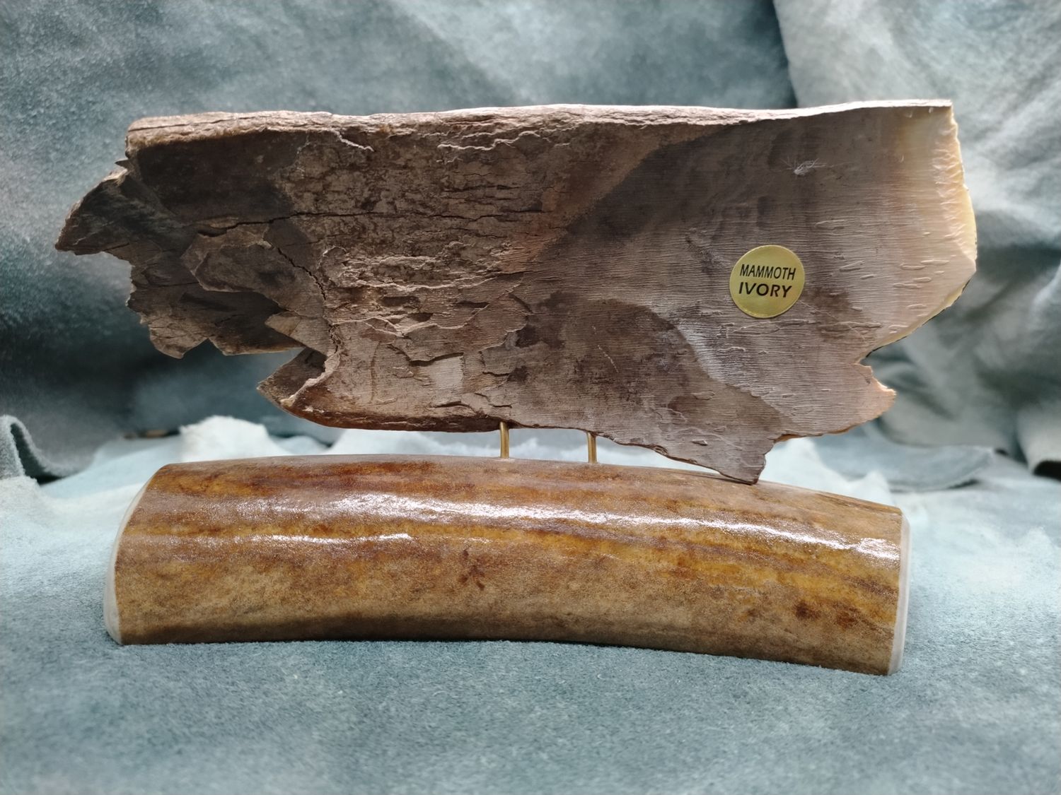 Bear Scrimshaw on Fossil Mammoth Ivory 