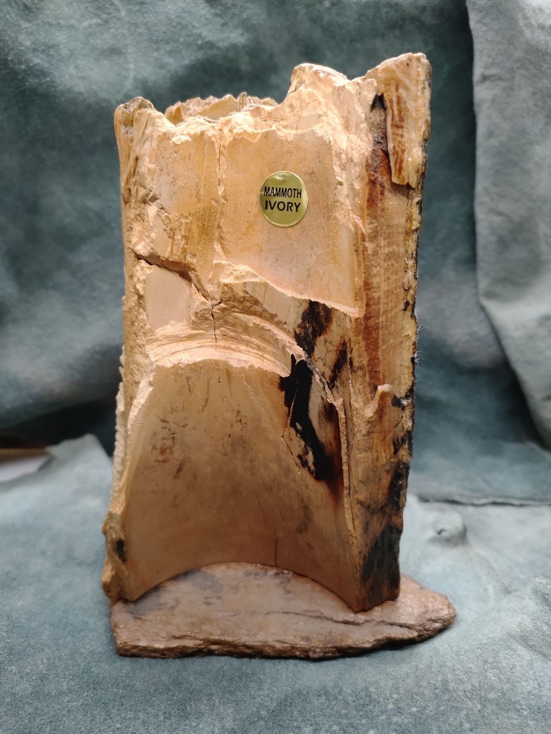 Woolly Mammoth Scrimshaw on Fossil Mammoth Ivory 