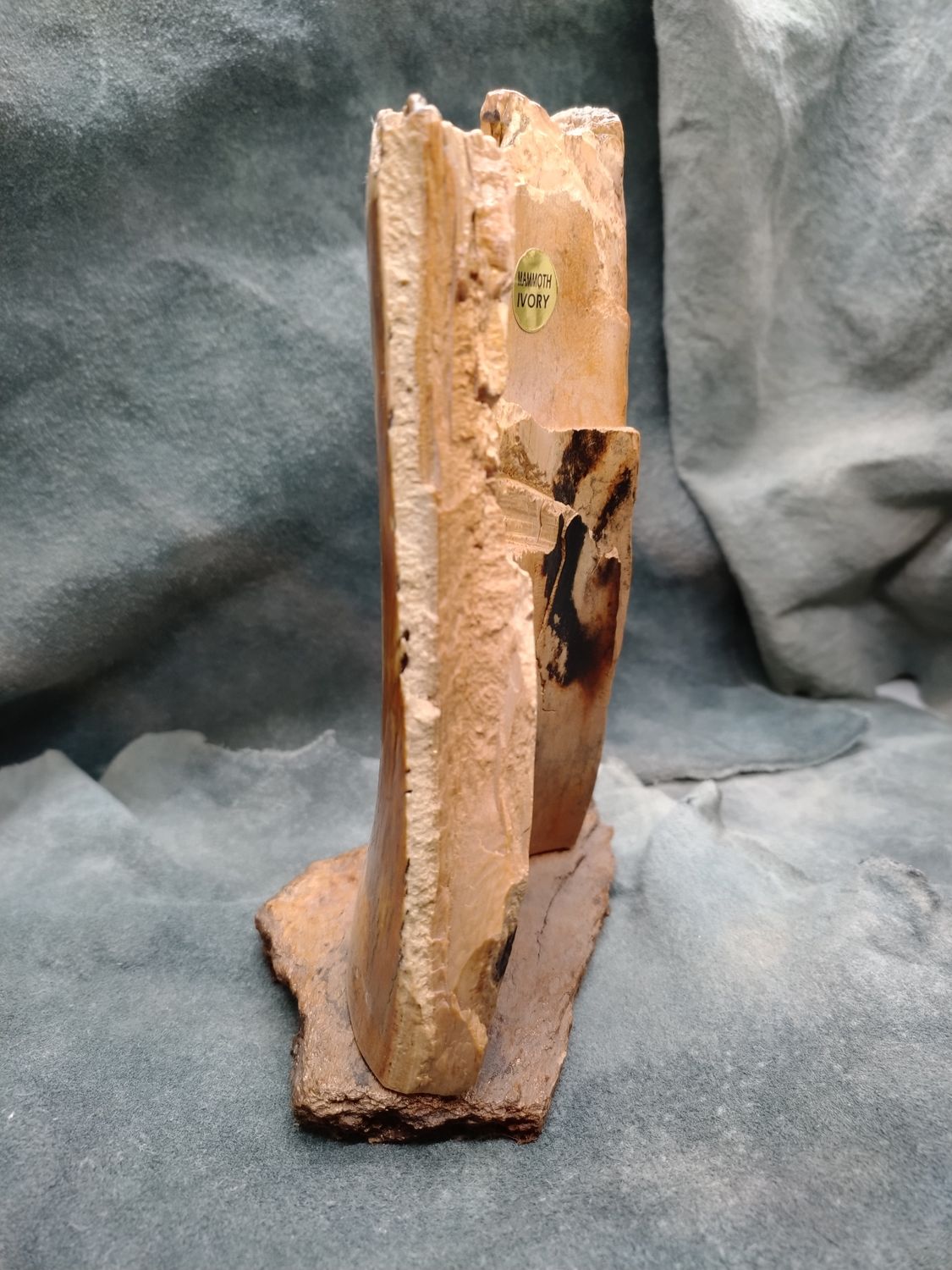Woolly Mammoth Scrimshaw on Fossil Mammoth Ivory 