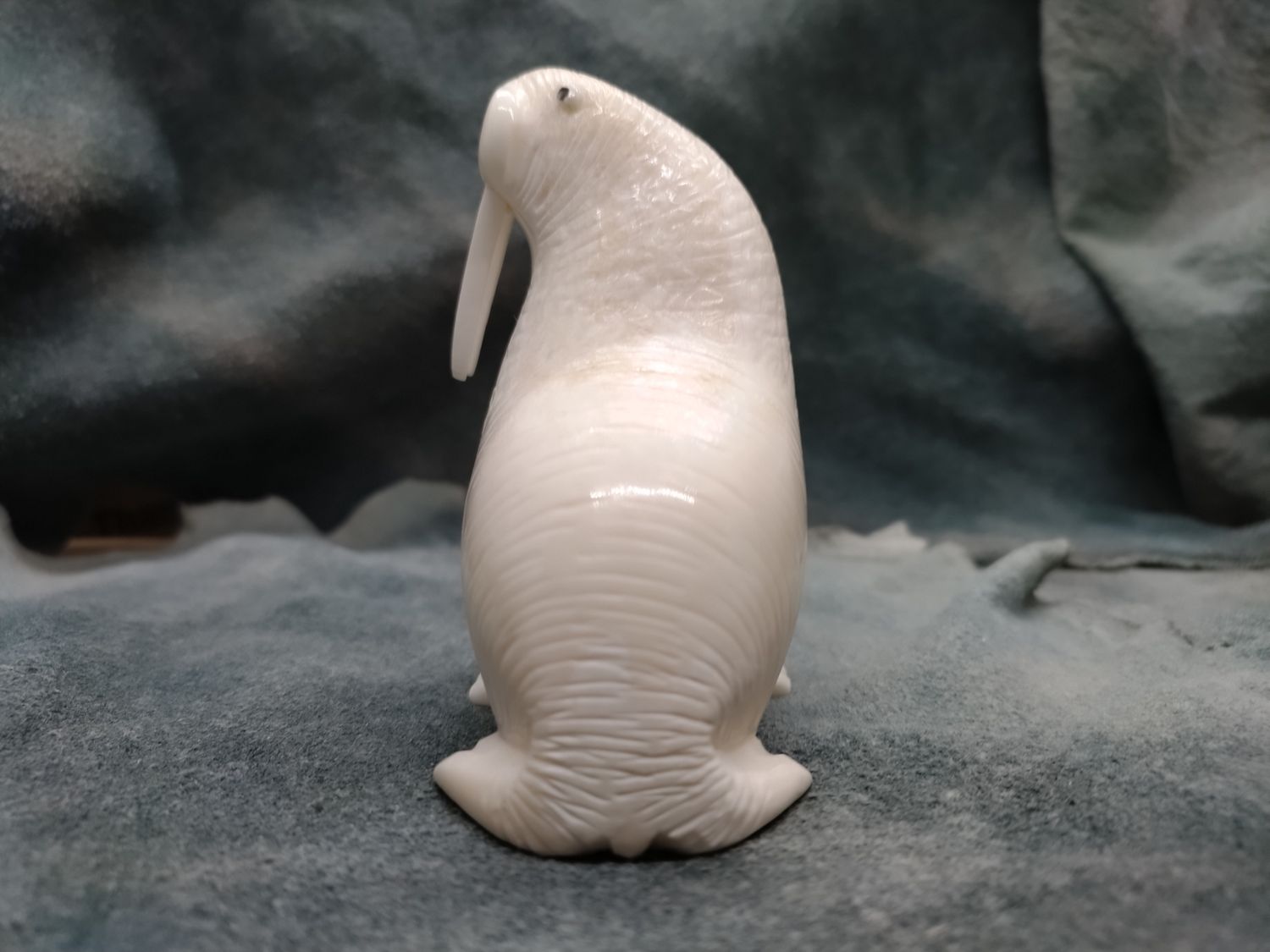 Walrus