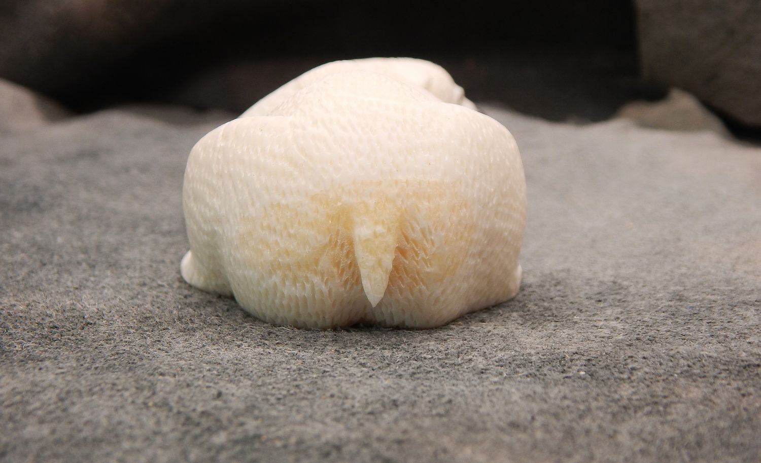 Textured Resting Polar Bear