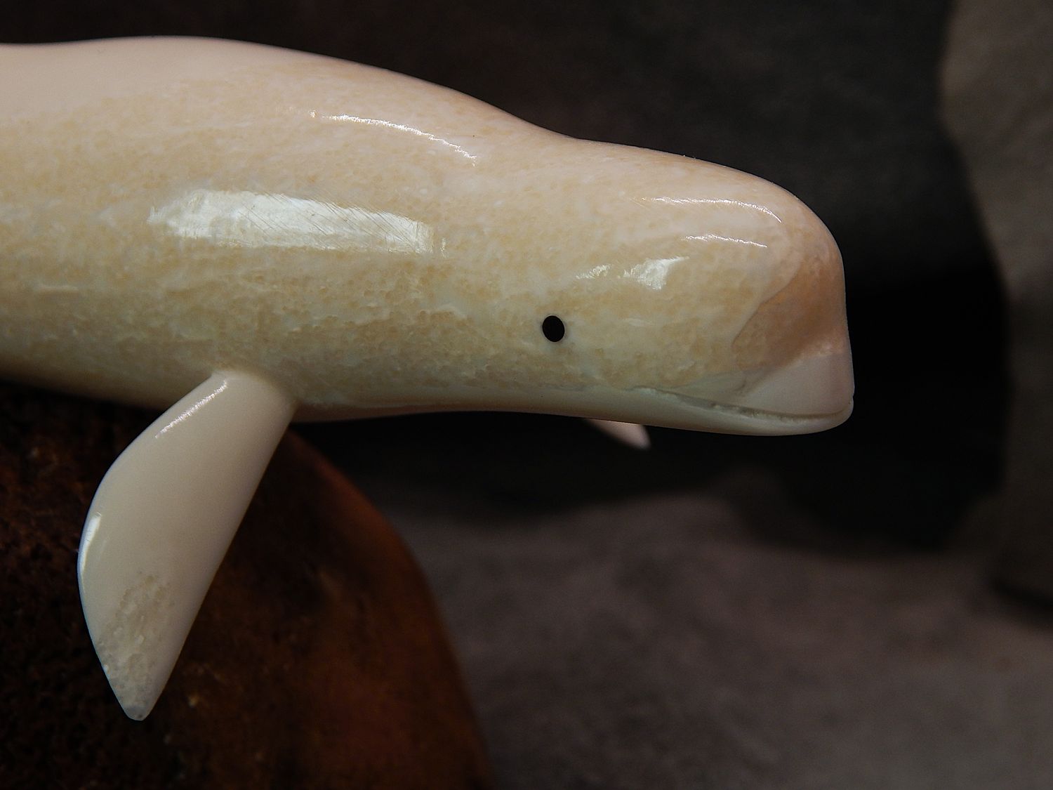 Beluga Whale