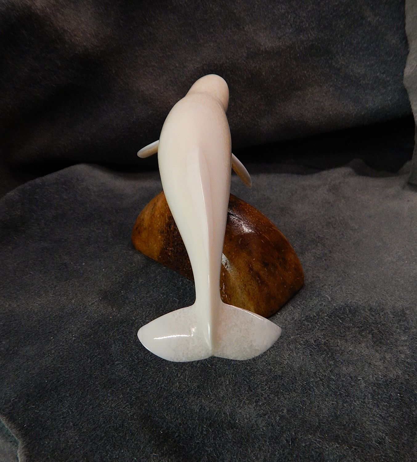 Beluga Whale
