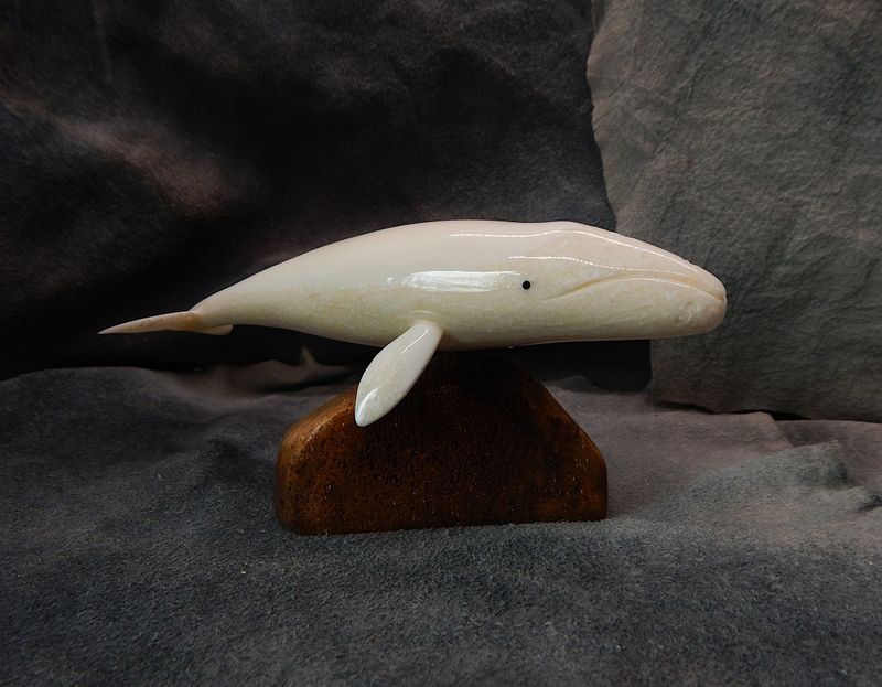 Grey Whale