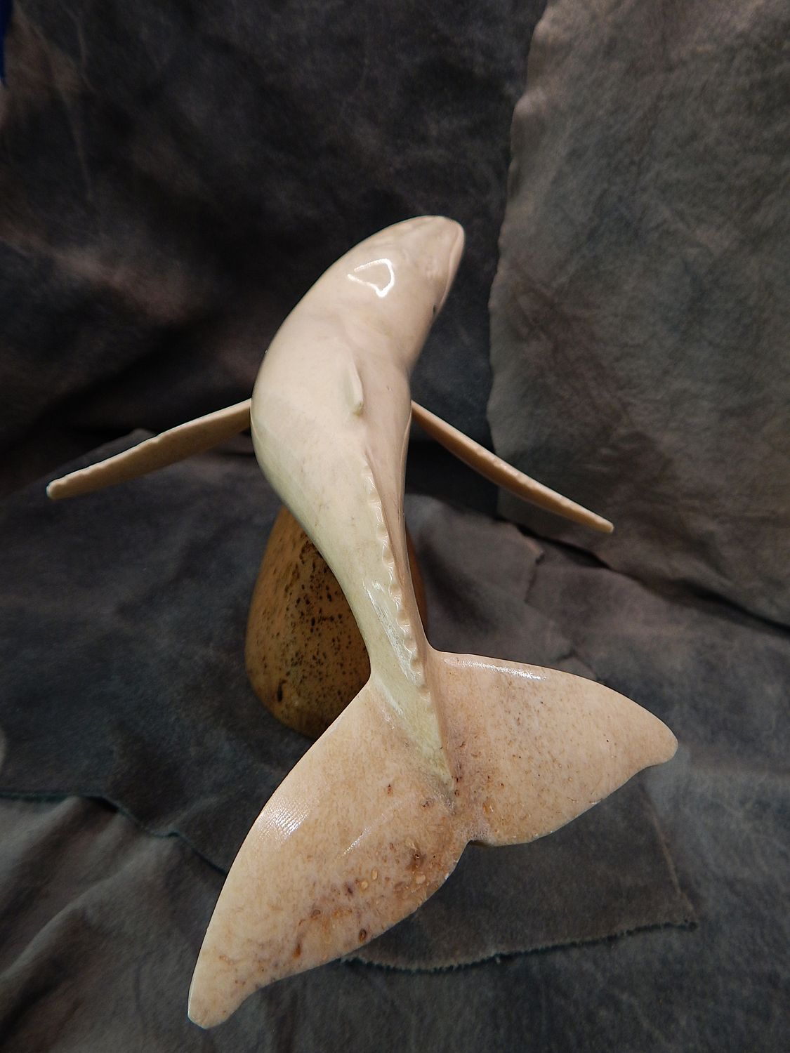 Fossilized Walrus Jawbone Humpback Whale