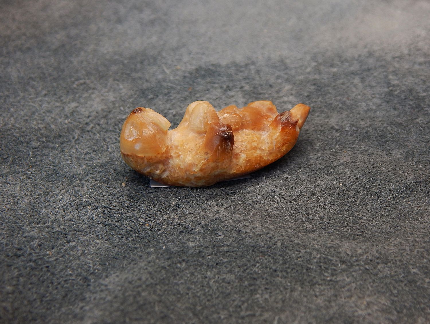 Floating Sea Otter With Pup