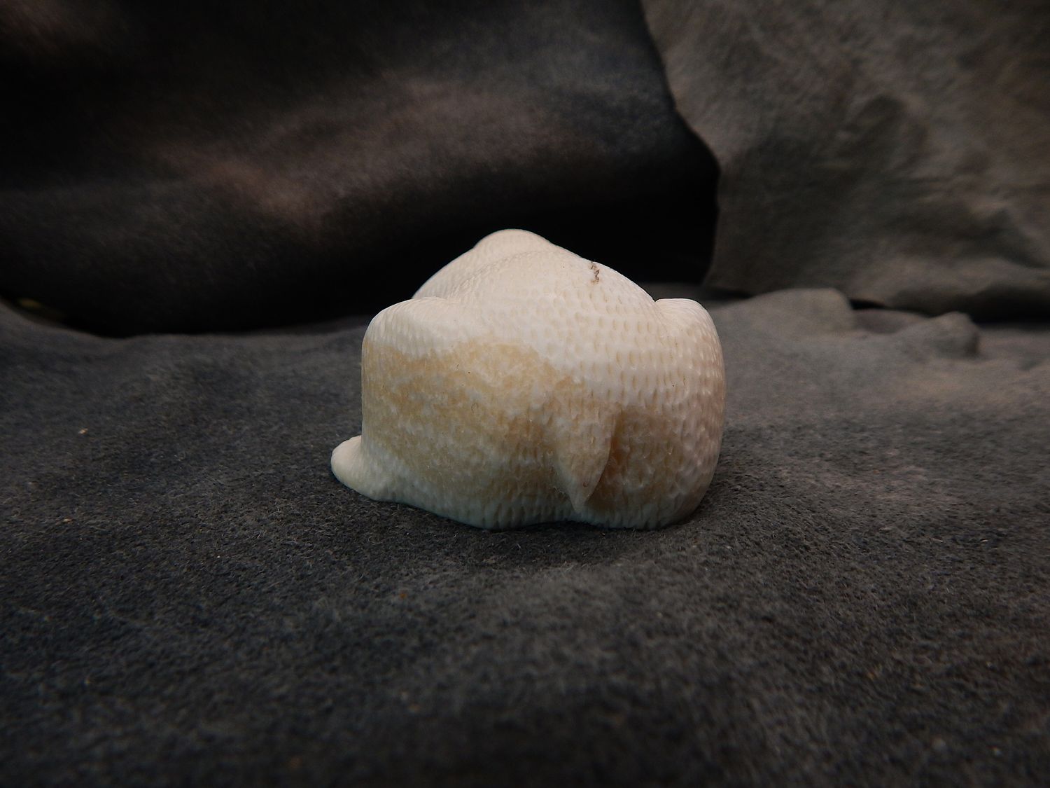 Polar Bear on New Ice