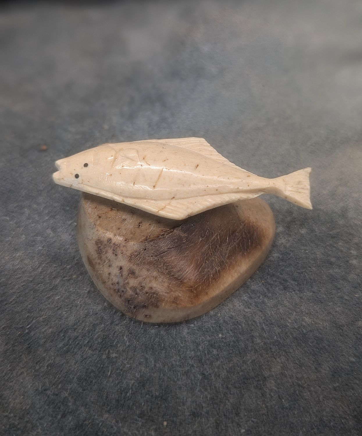 Fossilized Walrus Jawbone Halibut