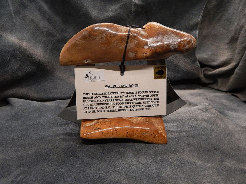 Fossilized Walrus Jawbone