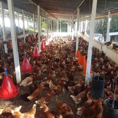 Gallinas Ponedoras Rojas