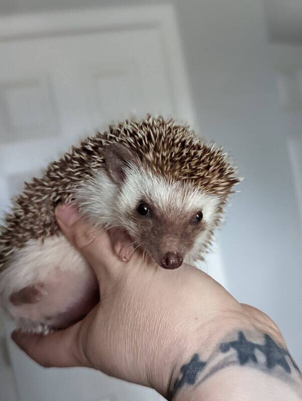 Drusilla