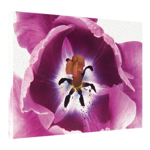 Картина на ткани, 45х65 см Фиолетовый тюльпан