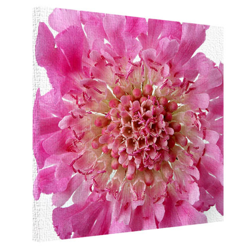 Картина на ткани, 50х50 см Розовый цветок