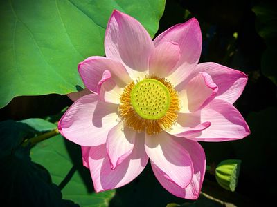 Japanese Language &amp; Cultural Services 