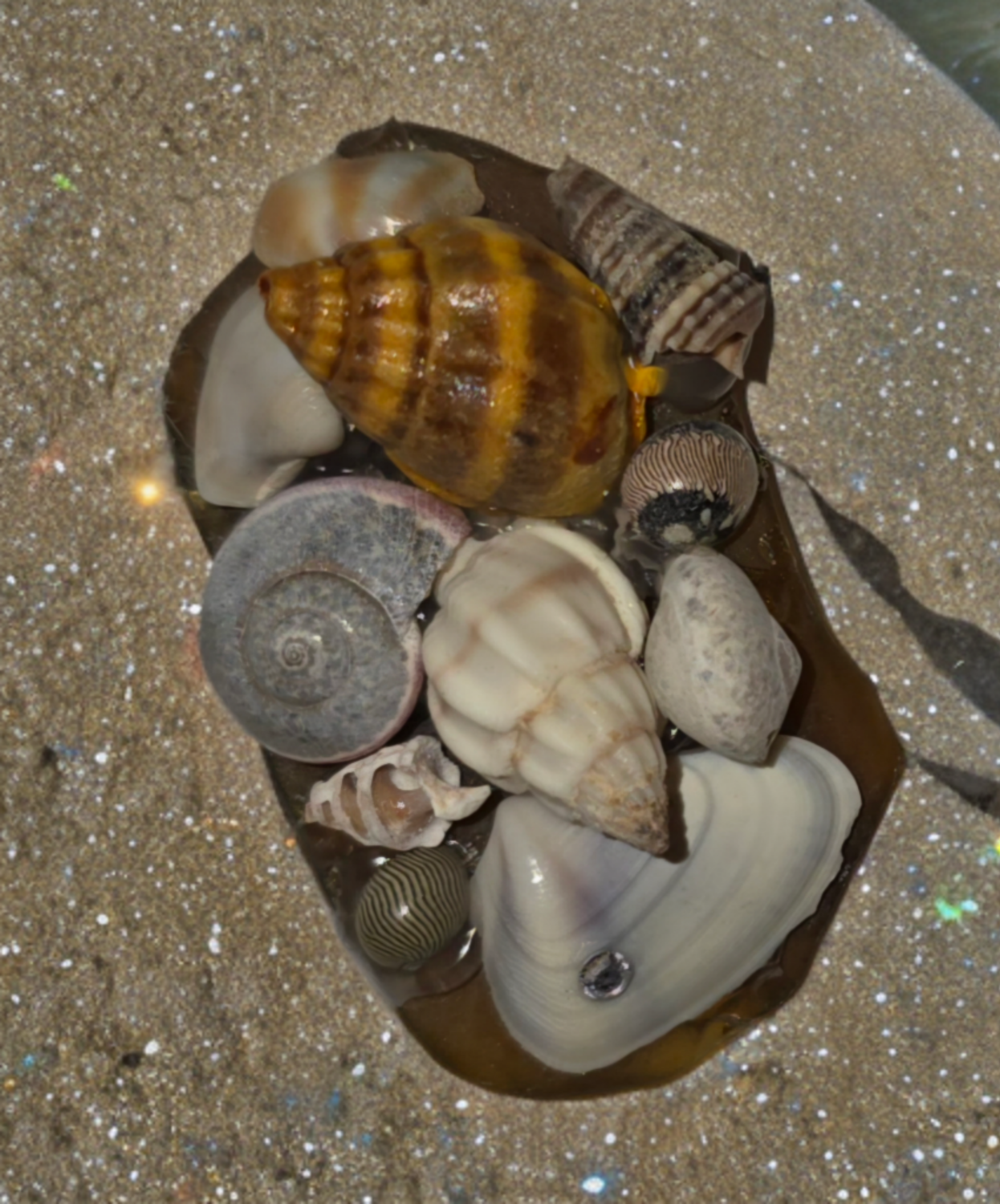 Seashore Serenade