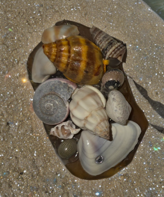 Seashore Serenade