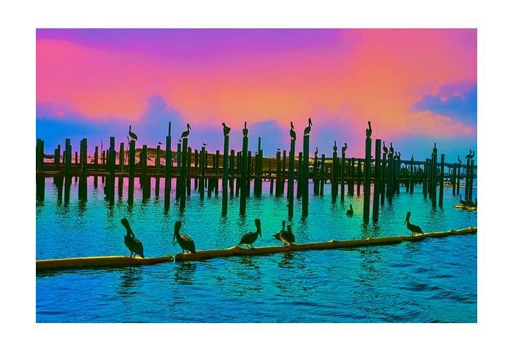 Pelican Sunset Destin Florida