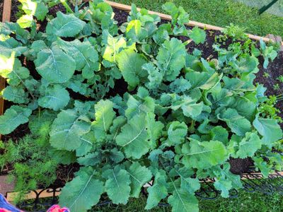 Garden Consultation