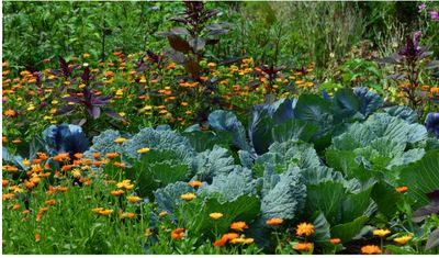 Garden Plans and Designs