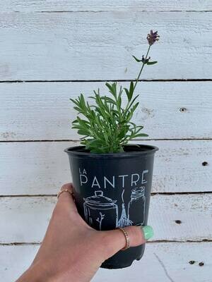 Plant de lavande Munstead ( variété comestible)
IMPORTANT: Ramassage de votre commande à St-Sévère.
Pas de livraison par la poste pour ces petits plants. Plant de lavande Munstead ( variété comestible)
IMPORTANT: Ramassage de votre commande à St-Sévère.
Pas de livraison par la poste pour ces petits plants.
