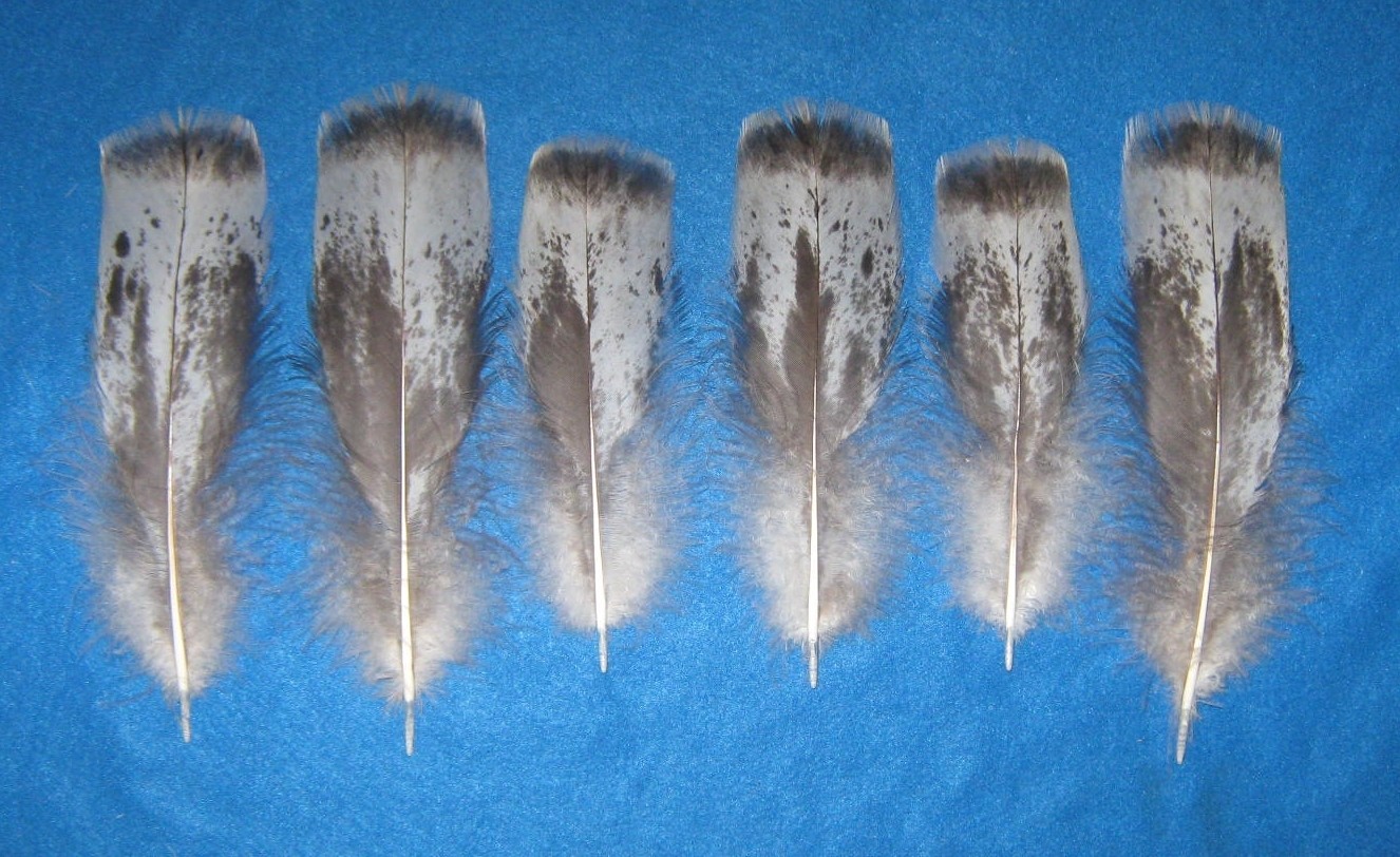 Chocolate Mottled Tail Coverts