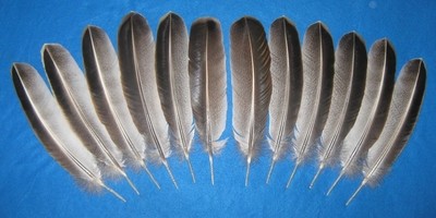Sweetgrass Secondary Wings