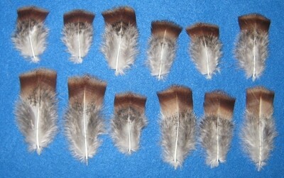Fall Fire Body Cover Feathers