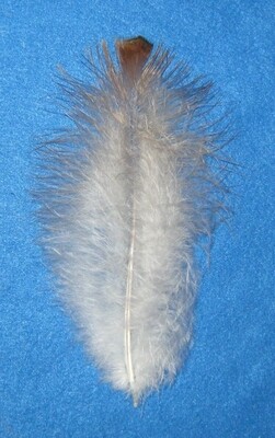 6-7&quot; Bourbon Red Flat Tip Fluff