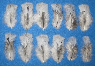 Salt n Pepper Mottled Body Cover Feathers,2-4&quot;
