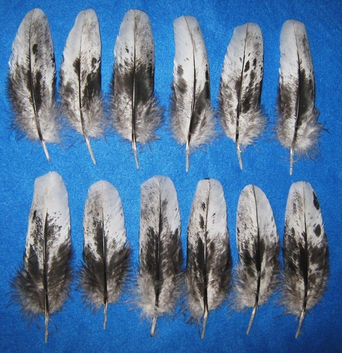 Black Mottled Wing Coverts