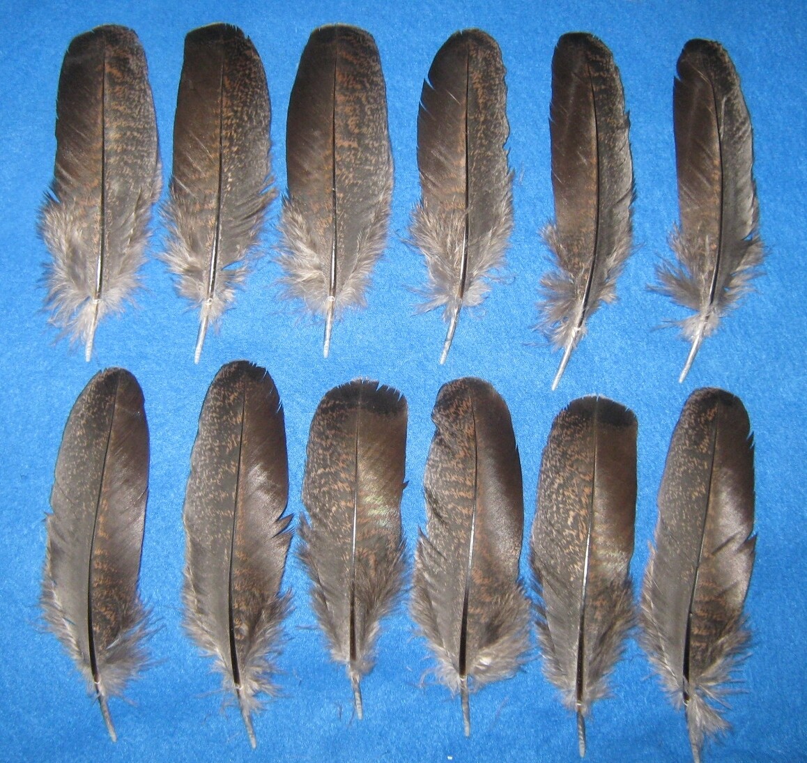 Red Bronze Wing Coverts