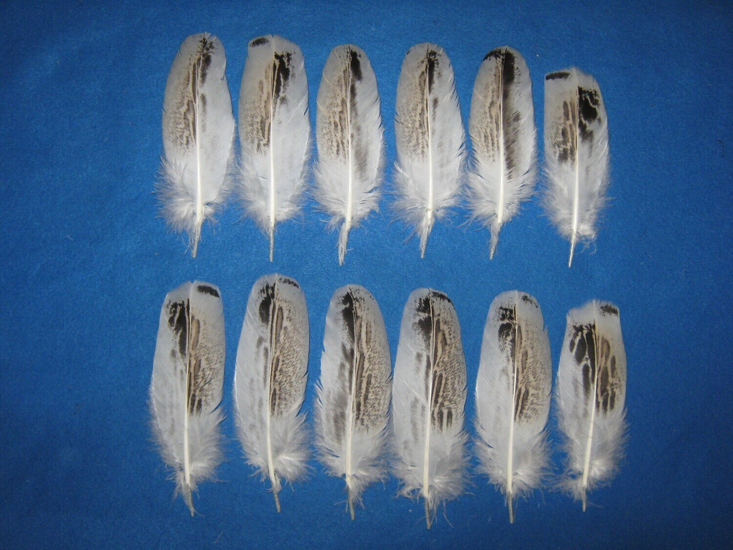 Pencilled Palm Wing Coverts