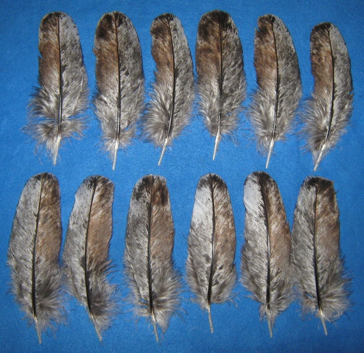 Mottled Rusty Black Wing Coverts
