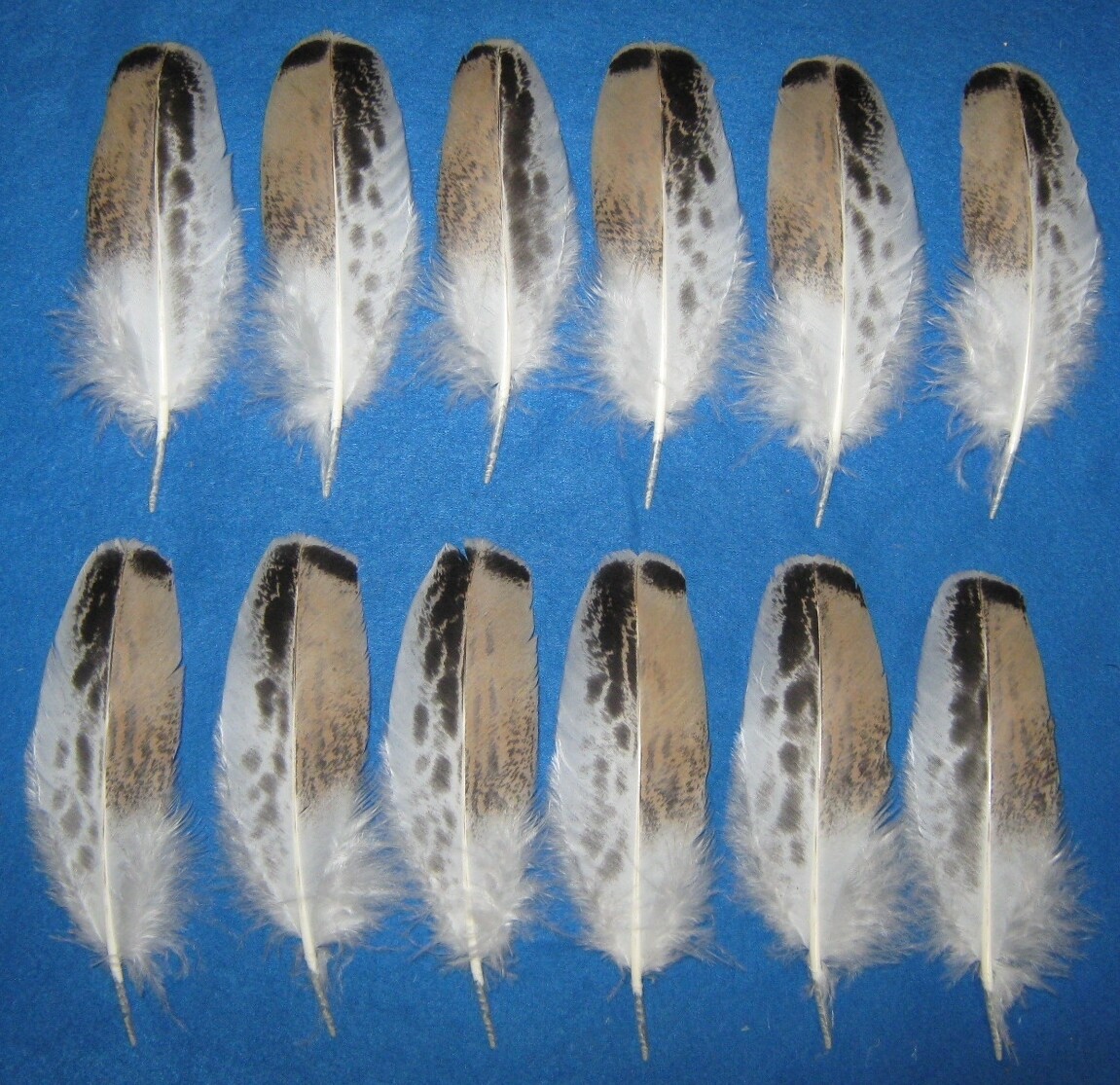 Tri-Color Pencilled Palm Wing Coverts