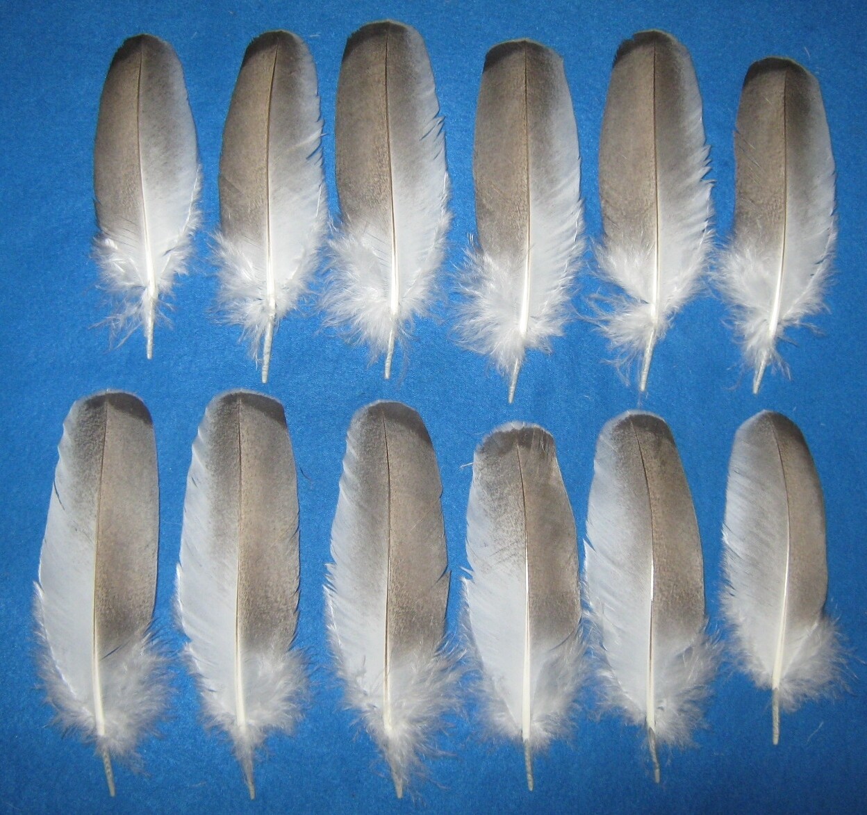 Rusty Blue Wing Coverts