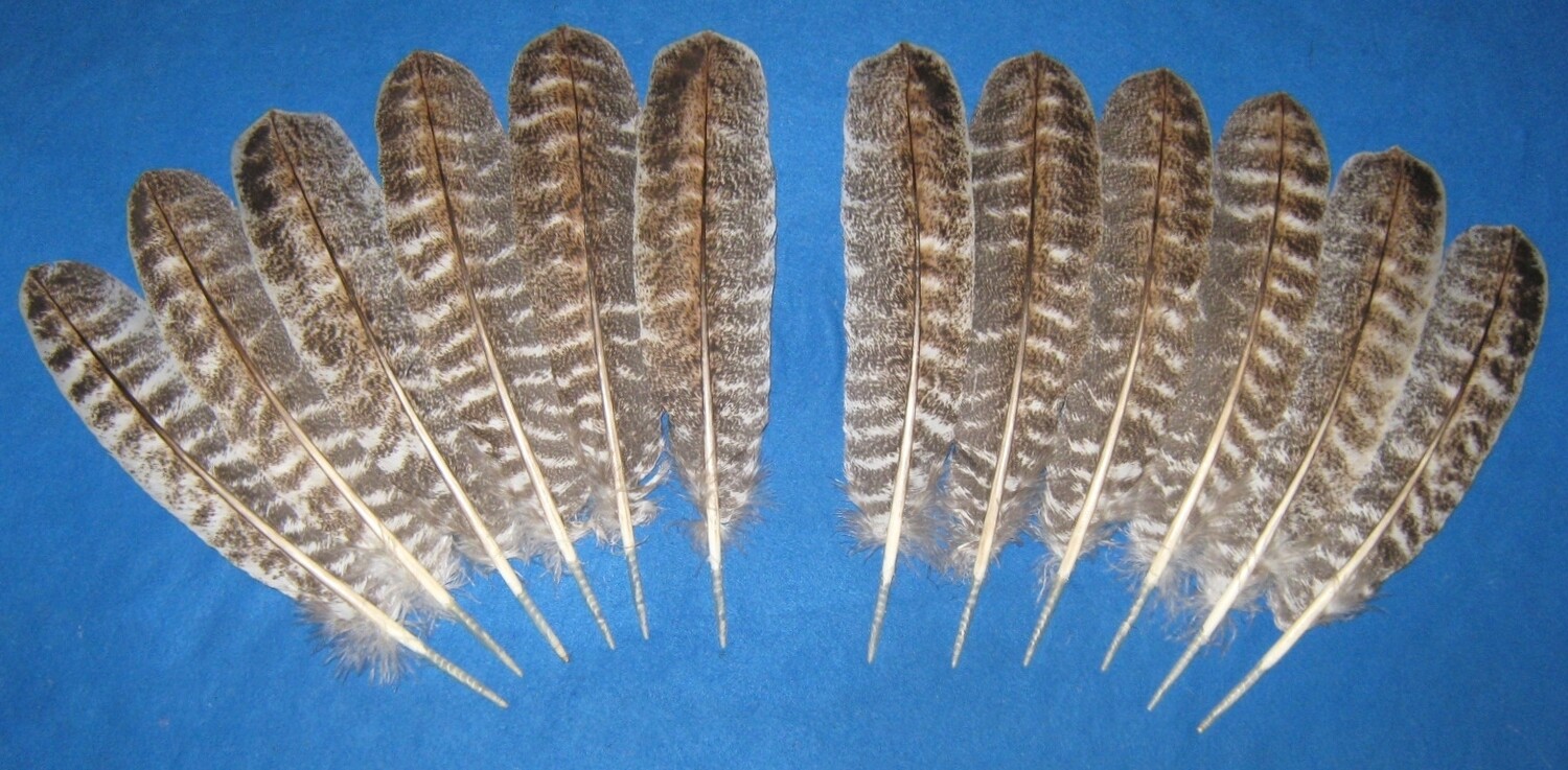 Red Bronze Secondary Wings