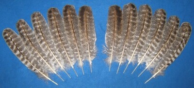 Red Bronze Secondary Wings